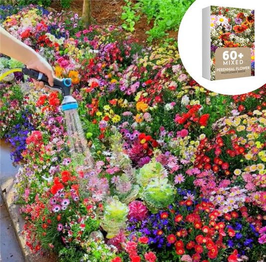 🇺🇸Spring Bloom Bonanza: 🔥GFOUK™ 60+ Garden Flower Seeds🔥Growing into Shasta Daisy, Cornflower, Sunflower, Zinnia, Lavender - 70% OFF